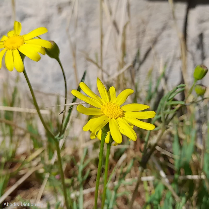 سورچه پایین